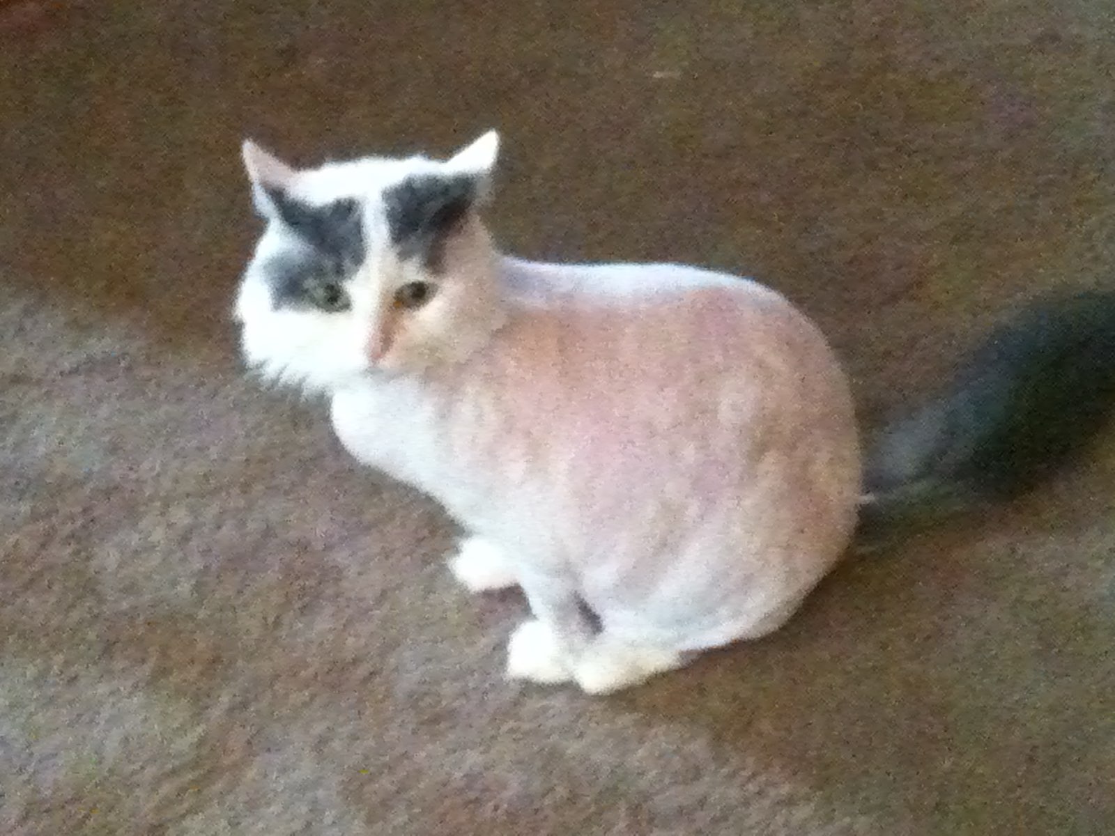 A white cat with a lion cut