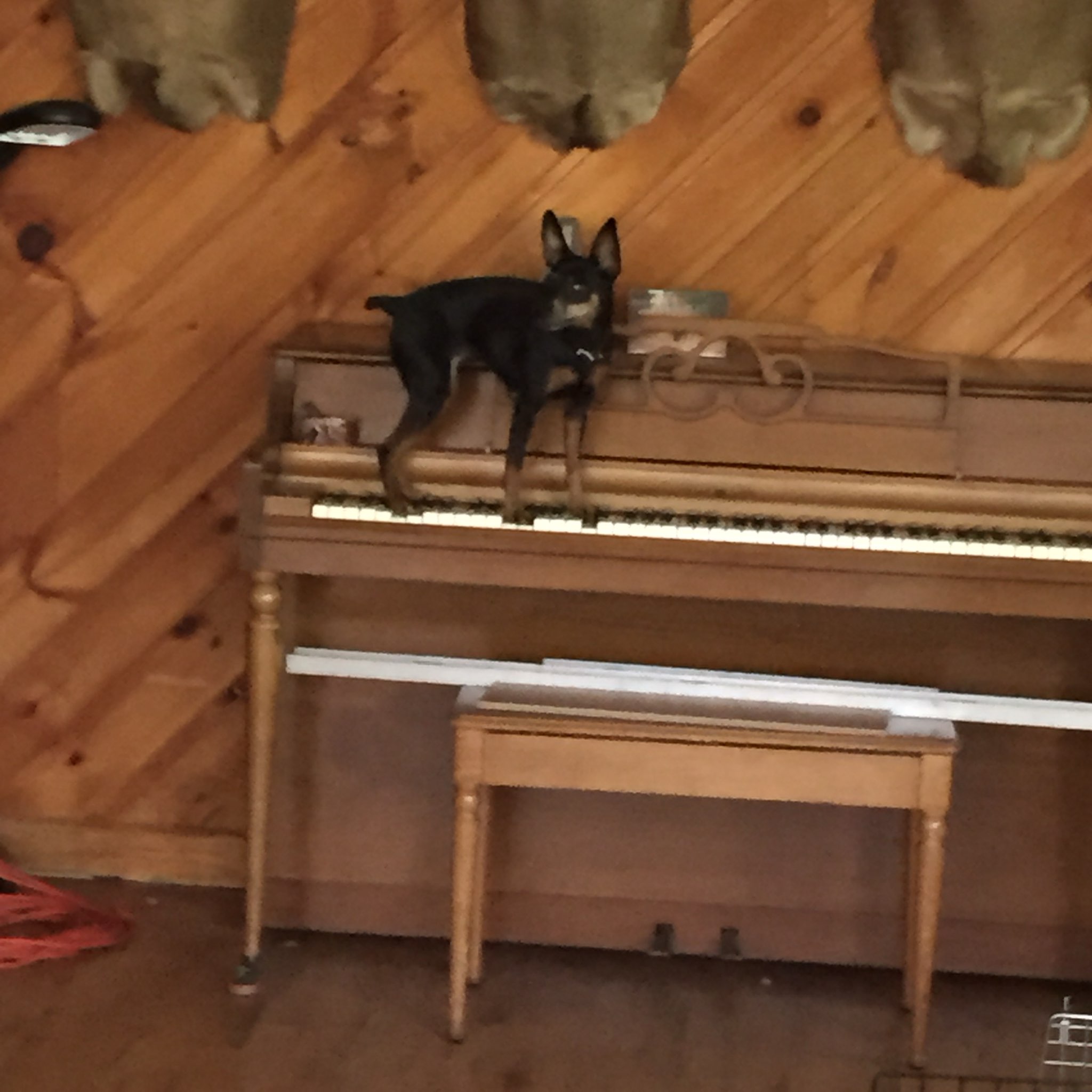 A small dog walking on a piano
