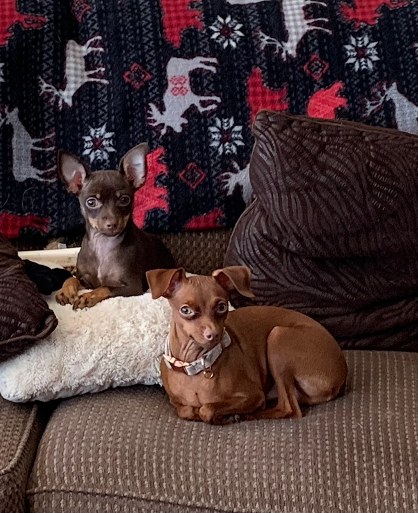Two small dogs sitting on a couch