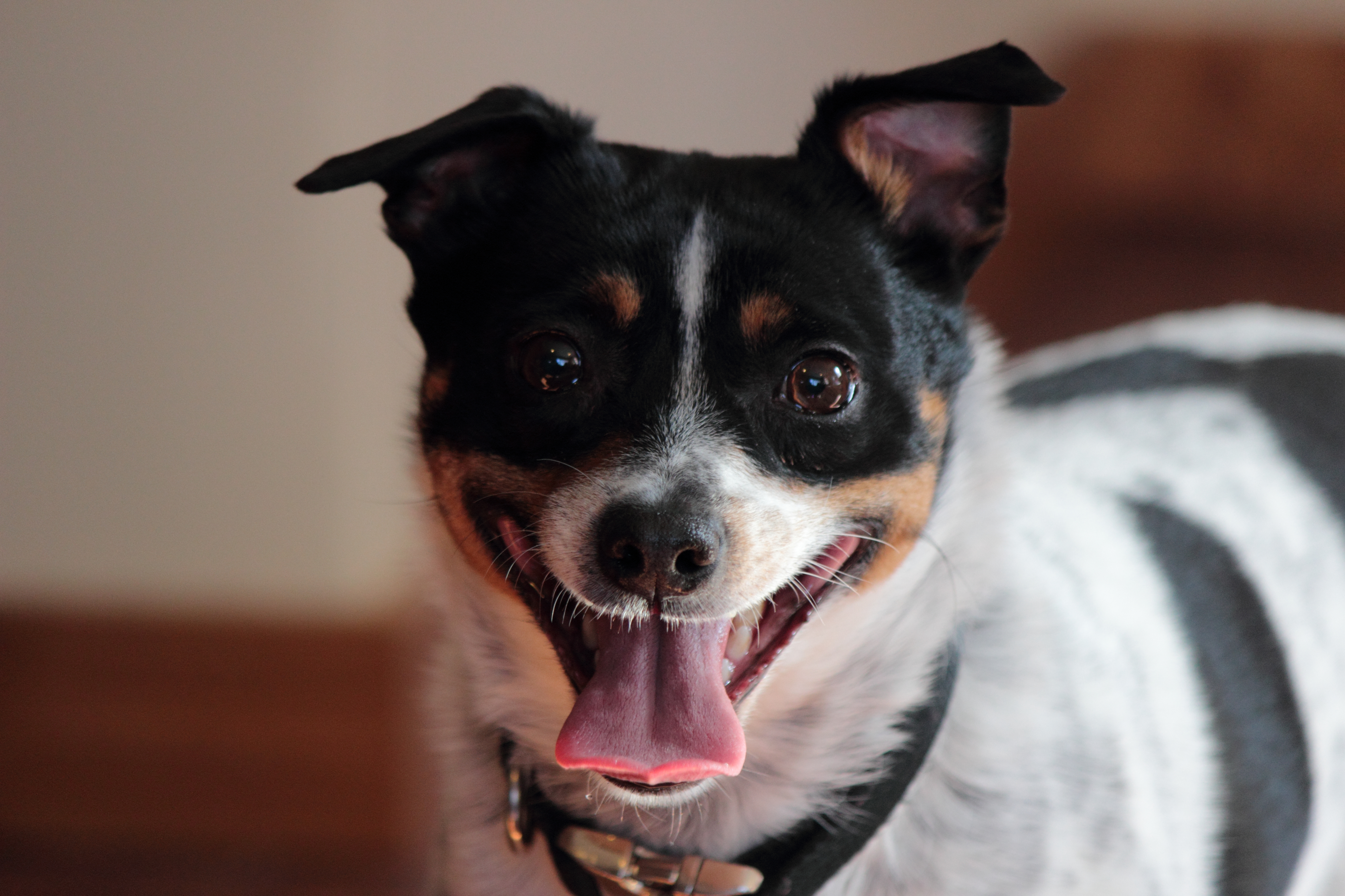 My Jack Russel Rat Terrier Freckles
