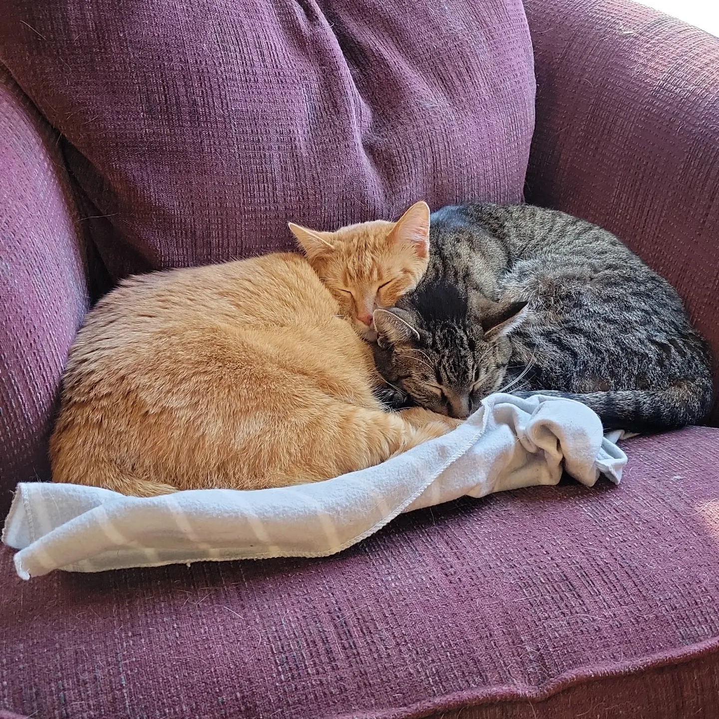 My two cats Garfield and Odie