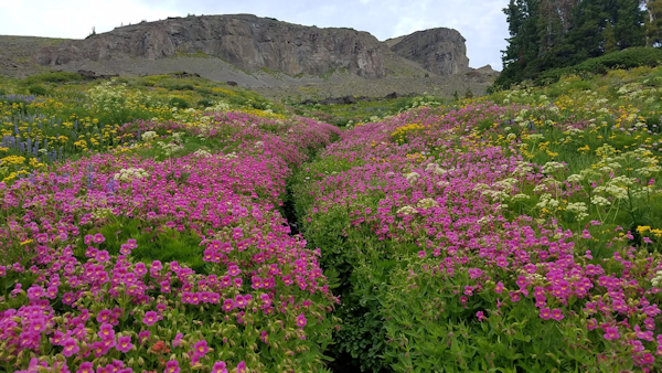 Meadow with trail