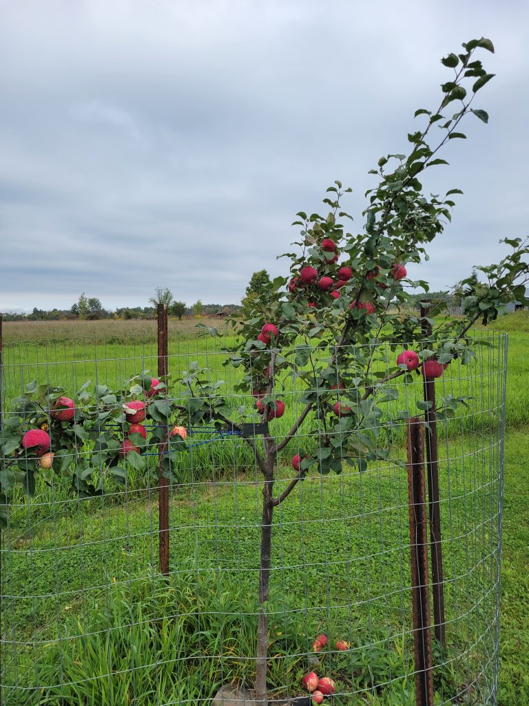Red Duchess or Duchess of Oldenburg